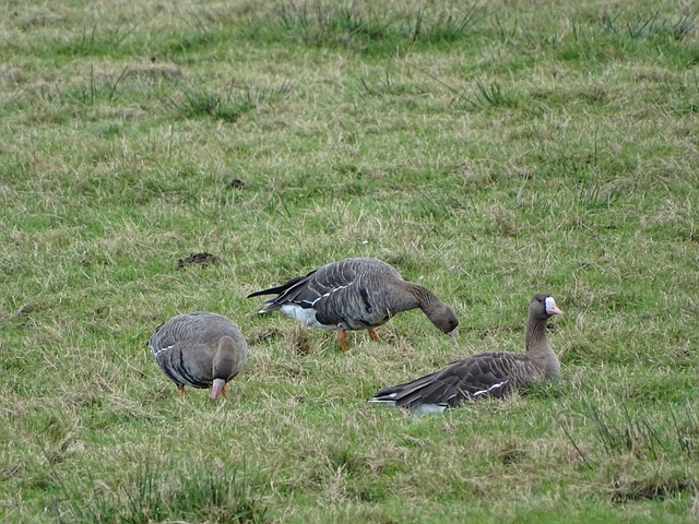 够在关键时 够在关键时